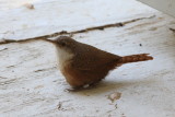 Canyon Wren - note her band