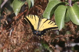 Two-tailed Swallowtail (Papilio multicaudata) 