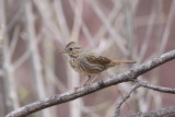 Lincolns Sparrow