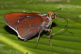 Thracides nanea