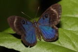 Mesosemia asa iphigenia