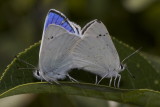 Blue Copper (Lycaena h. heteronea) - coupled pair