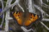 California Tortoiseshell (Nymphalis californica)