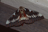 Splendid Royal Moth (Citheronia splendens) 