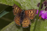 Ferriss Ruddy Copper (Lycaena ferrisi) - female