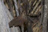 Black Witch Moth