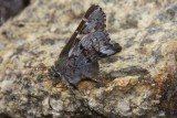 Short-tailed Skipper (Zestusa dorus)