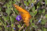 Mexican Fritillary (Eutoieta hegesia)