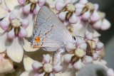 Gray Hairstreak (Strymon melinus pudica)