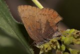 Brown Elfin (Callophrys augustinus iroides)