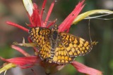 Arachne Checkerspot (Poladryas arachne)