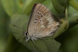 Arctic Blue (Plebejus glandon)