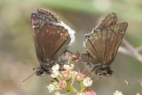 Pacuvius Duskywing (Erynnis pacuvius)