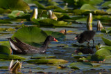 Common Moorhen. Sivhne