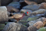 Common Pheasant, Male. Fasan