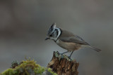 European Crested Tit. Toppmeis