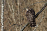 Northern Goshawk, Male. Hnsehauk