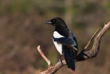 Common Magpie, Skjre