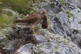 The Common Kestrel. Female. Trnfalk