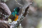 Orange-breasted Sunbird