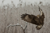 Rough-legged Buzzard. Fjellvk