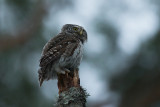 Eurasian Pygmy Owl - Spurveugle