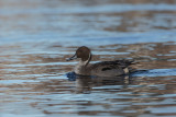 Northern Pintail. Stjertand