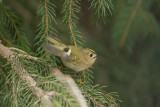 Goldcrest. Fuglekonge