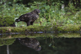 Common Buzzard. Musvk