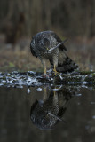 Northern Goshawk. Hnsehauk