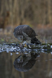 Northern Goshawk. Hnsehauk