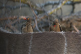 Red-Billed Oxpecker.jpg