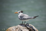 Royal Tern. Thalasseus maximus. Kongeterne