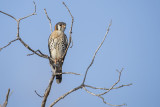American Kestrel. Falco sparverius. Spurvefalk