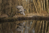 Northern Goshawk. Hnsehauk