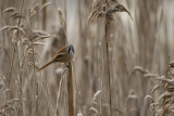 Bearded Reedling Male. Skjeggmeis