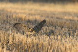 Northern Hawk Owl. Haukugle