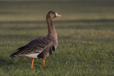 Greater white-fronted goose. Tundrags