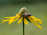 Honeybee on Green-headed Coneflower