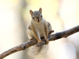 Red Squirrel