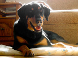 Max Smiles on Comforter