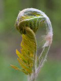 Royal Fern Unfolding