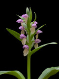 Showy Orchid