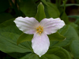Fading White Trillium