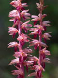 Striped Coralroot Orchid