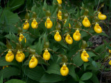 Yellow Lady's Slipper Orchids