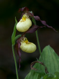 Northern Small Yellow Lady's Slipper Orchid