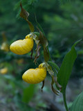 Large Yellow Lady's Slipper Orchid