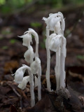 Indian Pipes