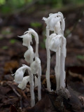 Indian Pipe